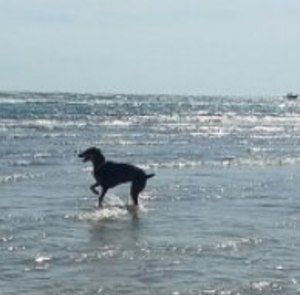 Meet your Posher, Suzanne